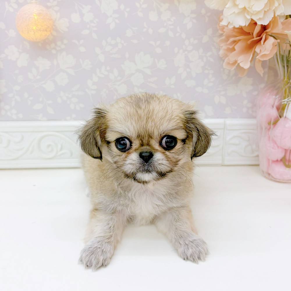 ハーフ犬女の子の写真