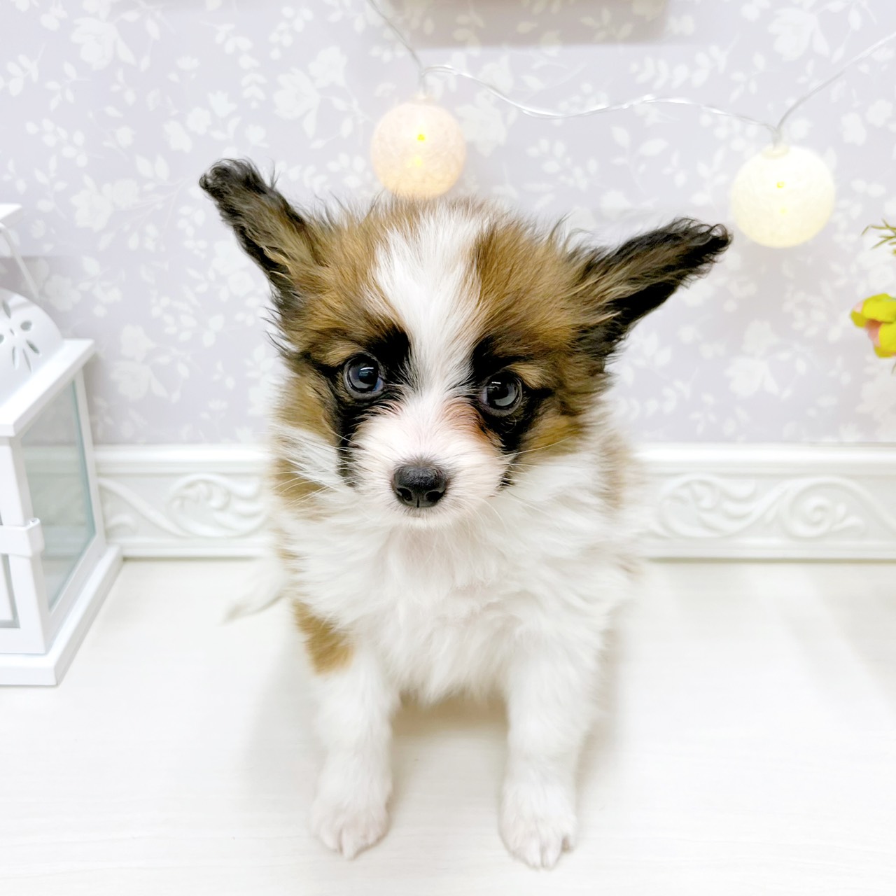富山県のパピヨン (犬の家＆猫の里アミーゴ山室店/2026年2月16日生まれ/男の子/ホワイトブラウン)の子犬の3枚目の画像