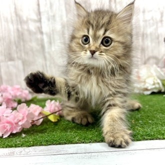 神奈川県のミヌエット (犬の家＆猫の里小田原店/2026年2月14日生まれ/女の子/ブラウンタビー)の子猫の3枚目の画像