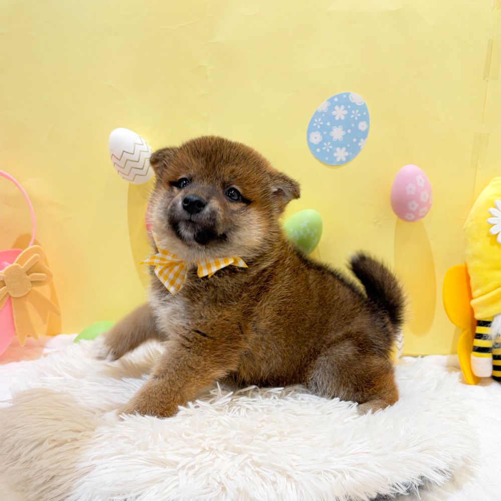 静岡県の柴犬(標準サイズ) (犬の家＆猫の里富士店/2026年2月16日生まれ/男の子/赤)の子犬の3枚目の画像