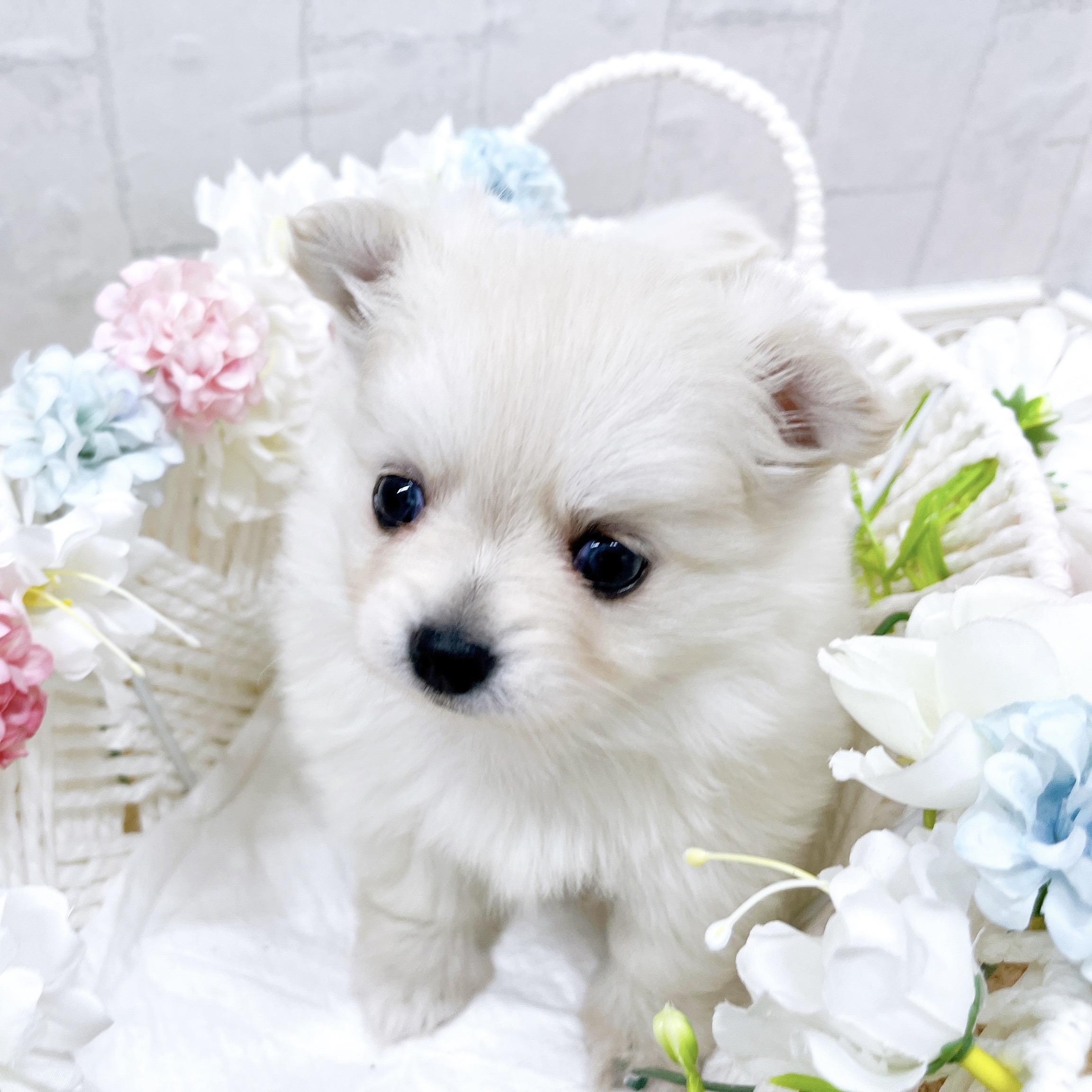 石川県のポメチワ/チワポメ/ポメチー(ポメラニアン×チワワ) (犬の家＆猫の里アミーゴ金沢有松店/2026年2月15日生まれ/女の子/クリーム)の子犬の3枚目の画像