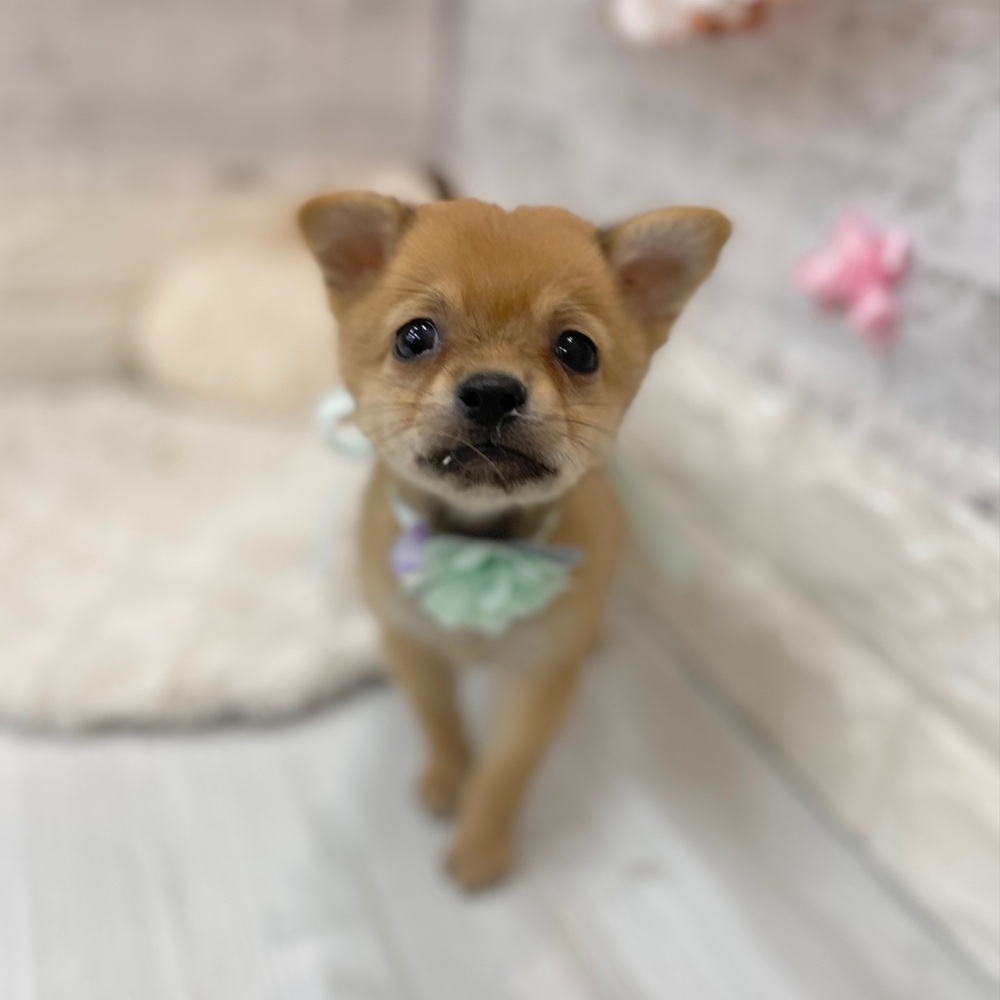 静岡県のチワ柴/柴チワ/チワシバ(チワワ×柴) (犬の家＆猫の里プレ葉ウォーク浜北店/2026年2月16日生まれ/男の子/赤)の子犬の3枚目の画像