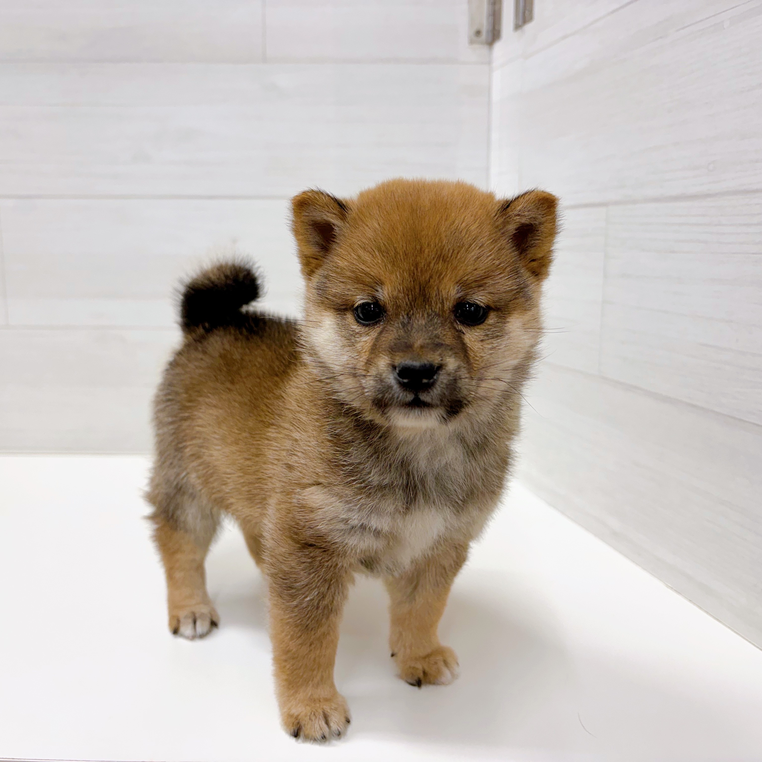 石川県の豆柴 (犬の家＆猫の里アミーゴ金沢おこばた店/2026年2月16日生まれ/男の子/赤)の子犬の3枚目の画像