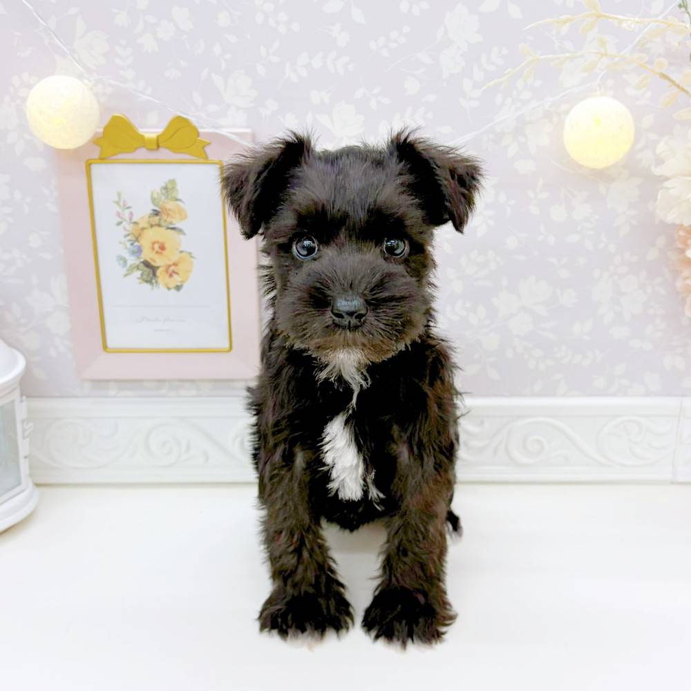 富山県のミニチュアシュナウザー (犬の家＆猫の里富山店/2026年2月14日生まれ/女の子/ブラック)の子犬の3枚目の画像