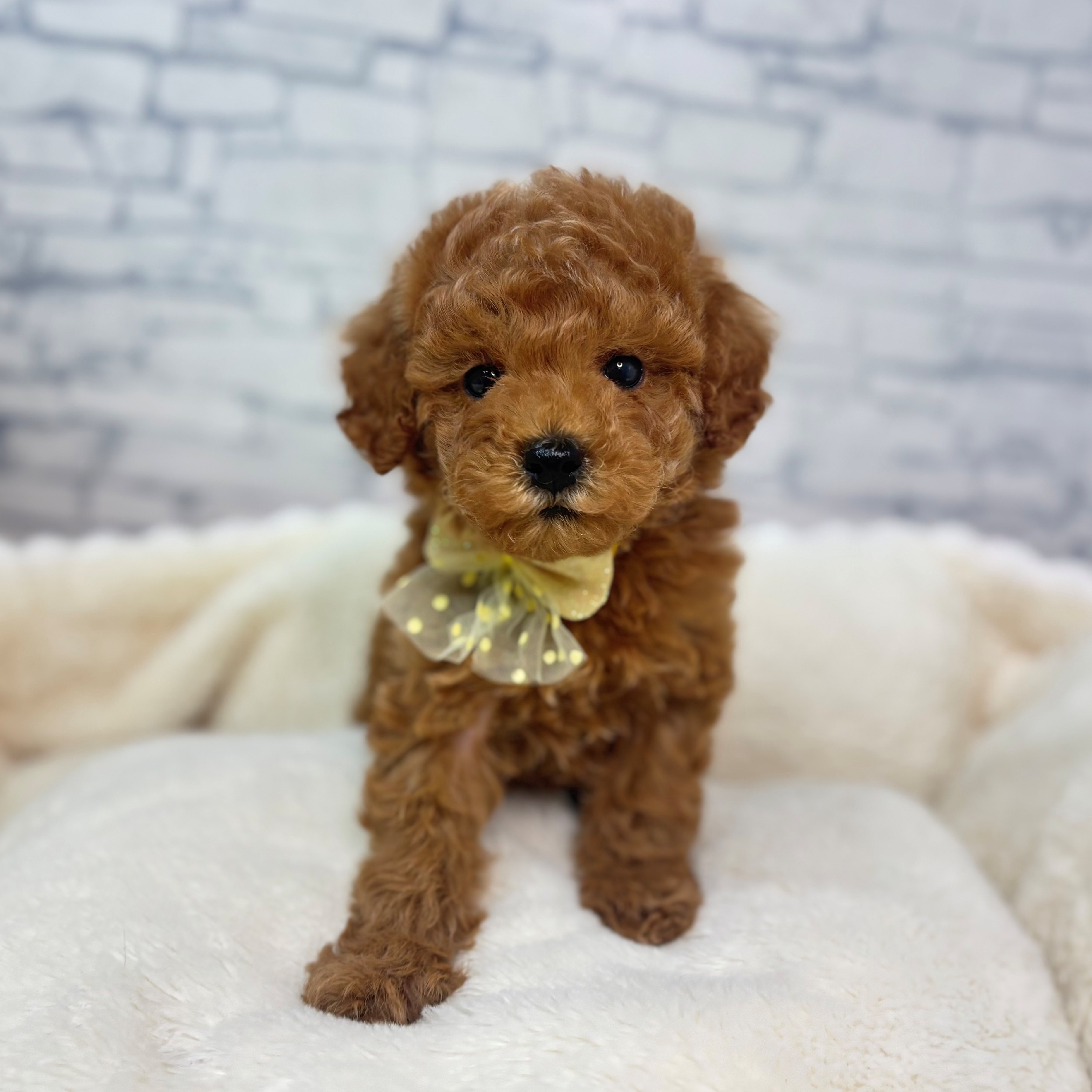 長野県のトイプードル(トイ) (犬の家＆猫の里長野店/2026年2月14日生まれ/男の子/レッド)の子犬の3枚目の画像