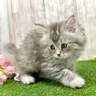 神奈川県のサイベリアン (犬の家＆猫の里小田原店/2026年2月15日生まれ/男の子/シルバータビー)の子猫の3枚目の画像