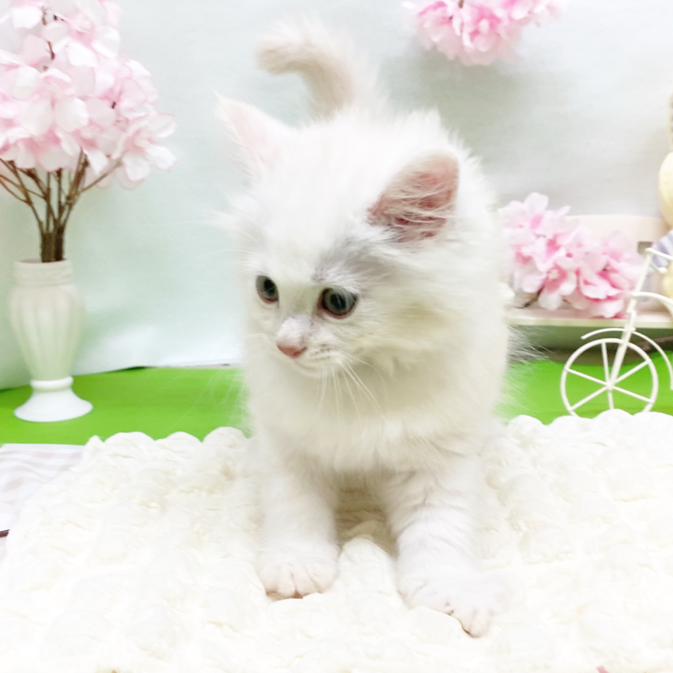 静岡県のサイベリアン (犬の家＆猫の里藤枝店/2026年2月15日生まれ/女の子/クリームタビー)の子猫の3枚目の画像