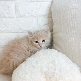 東京都のサイベリアン (犬の家＆猫の里新宿店/2026年2月15日生まれ/男の子/クリームタビー)の子猫の3枚目の画像