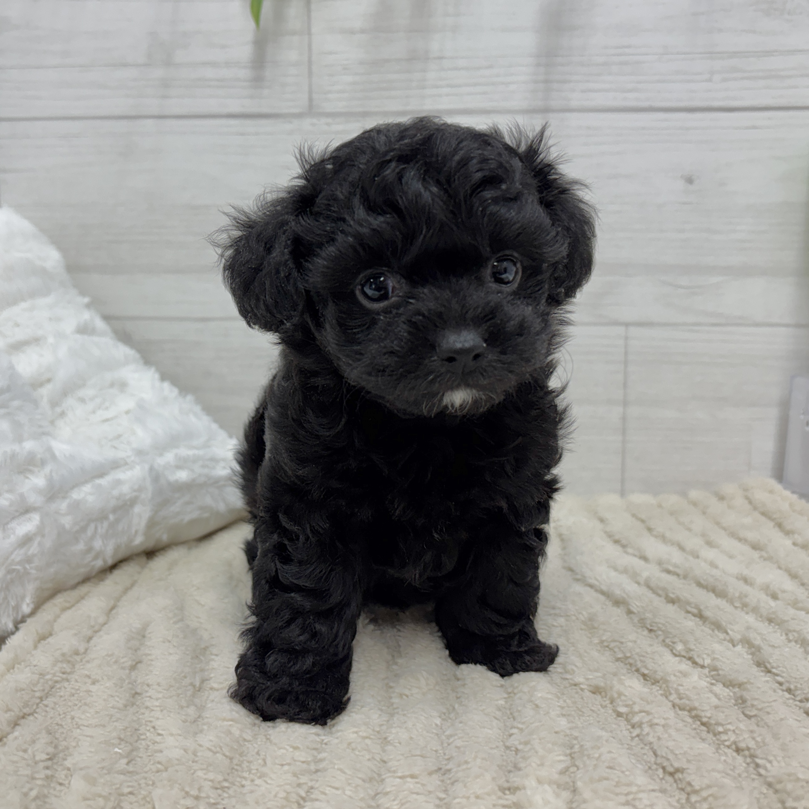 神奈川県のチワプー/プーチー(チワワ×プードル) (犬の家＆猫の里相模原店/2026年2月15日生まれ/男の子/ブラック)の子犬の3枚目の画像