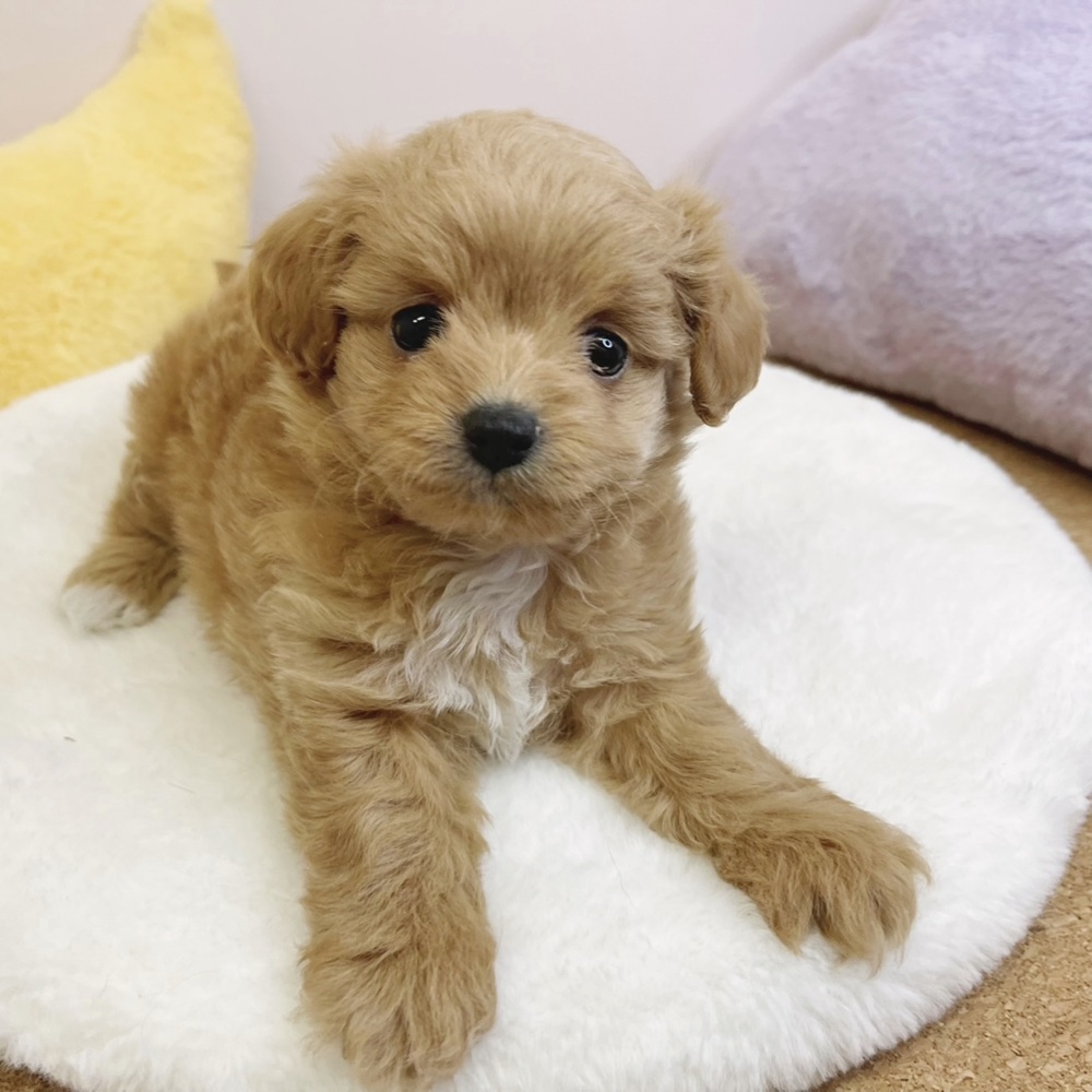 静岡県のチワプー/プーチー(チワワ×プードル) (犬の家＆猫の里マークイズ静岡店/2026年2月15日生まれ/女の子/アプリコット)の子犬の1枚目の画像