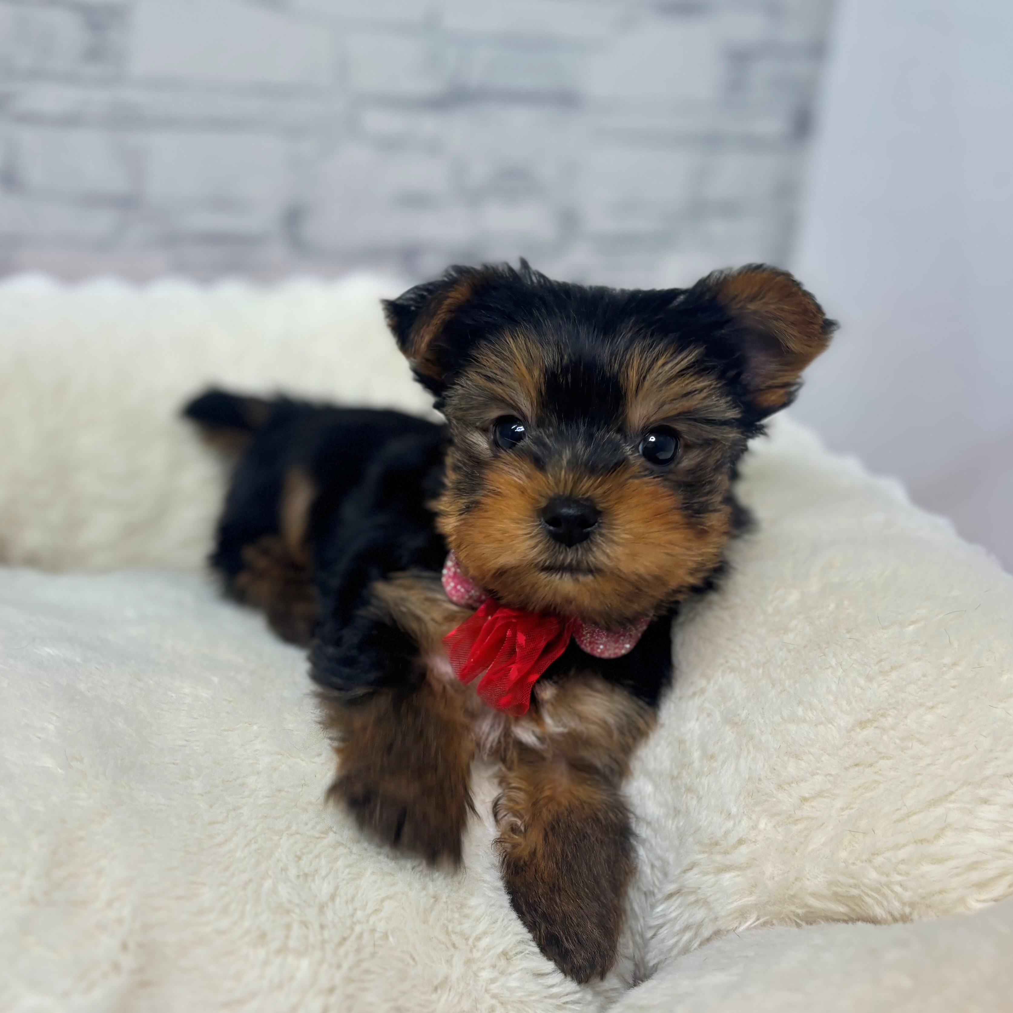 ヨークシャーテリア男の子の写真