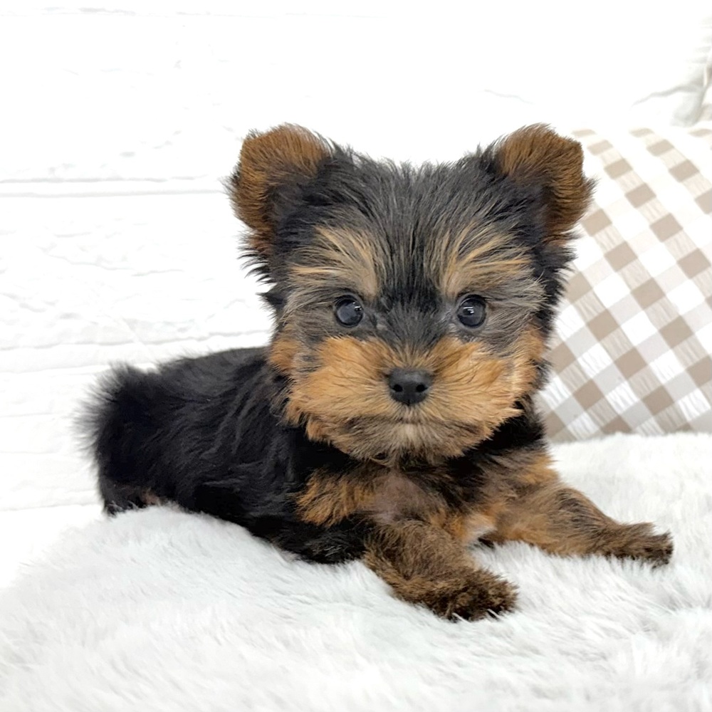 愛知県のヨークシャーテリア (犬の家＆猫の里豊川インター店/2026年2月16日生まれ/男の子/スチールブルータン)の子犬の3枚目の画像