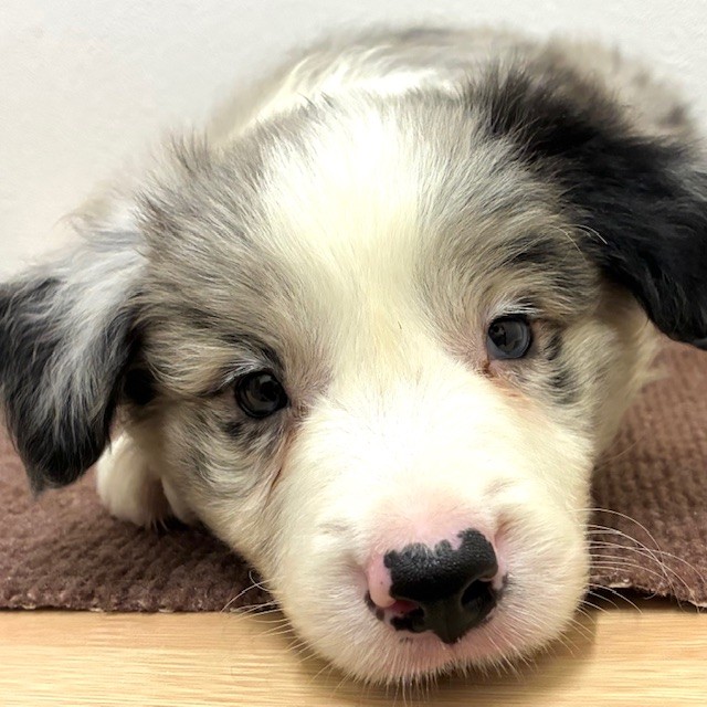 福岡県のボーダーコリー (犬の家＆猫の里トリアス久山店/2026年2月16日生まれ/男の子/ブルーマール)の子犬の1枚目の画像