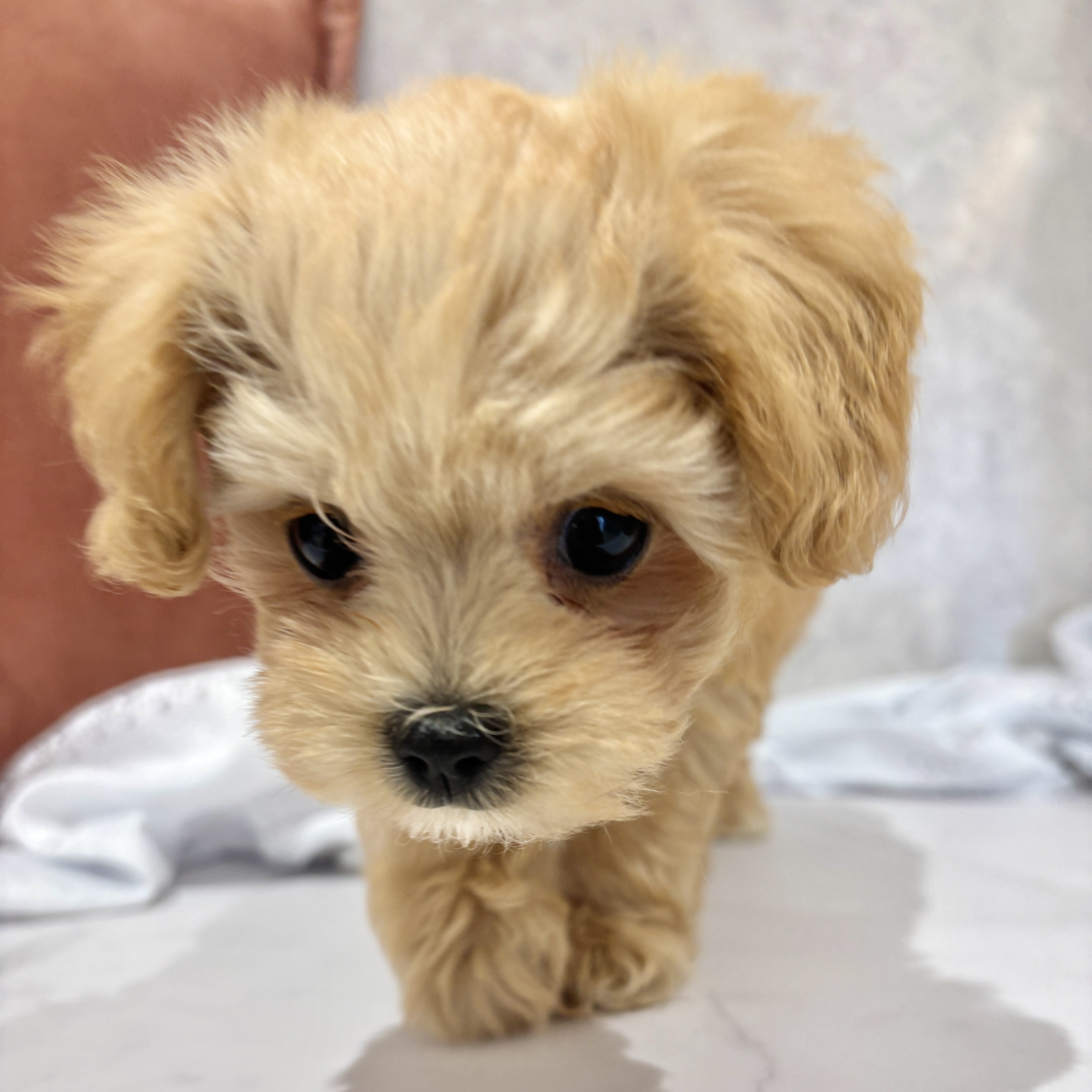 福岡県のマルプー(マルチーズ×プードル) (犬の家＆猫の里くりえいと宗像店/2026年2月11日生まれ/女の子/クリーム)の子犬の3枚目の画像