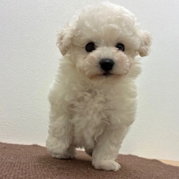 福岡県のビションプー(ビションフリーゼ×プードル) (犬の家＆猫の里トリアス久山店/2026年2月14日生まれ/男の子/ホワイト)の子犬の3枚目の画像