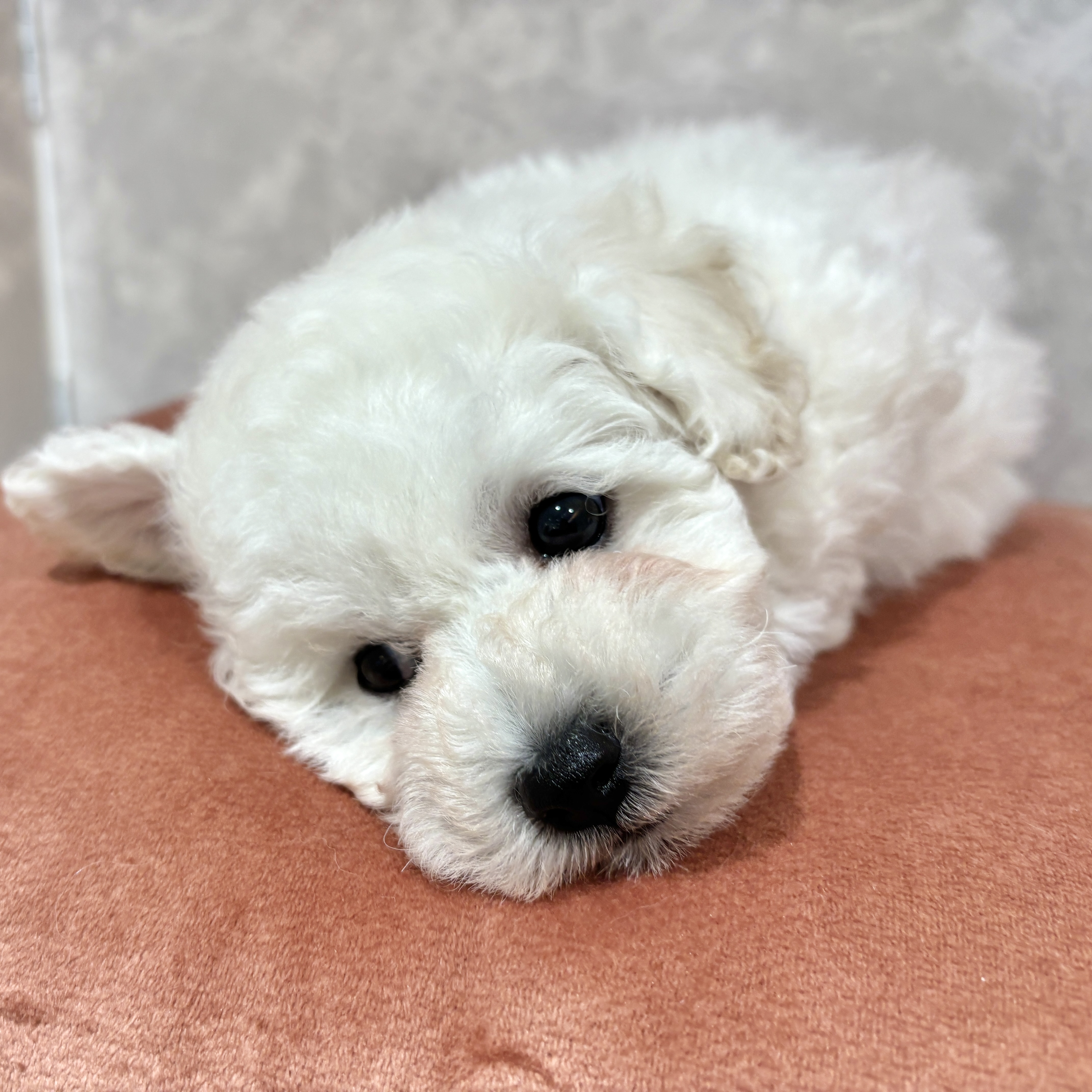 福岡県のビションプー(ビションフリーゼ×プードル) (犬の家＆猫の里くりえいと宗像店/2026年2月14日生まれ/男の子/ホワイト)の子犬の3枚目の画像