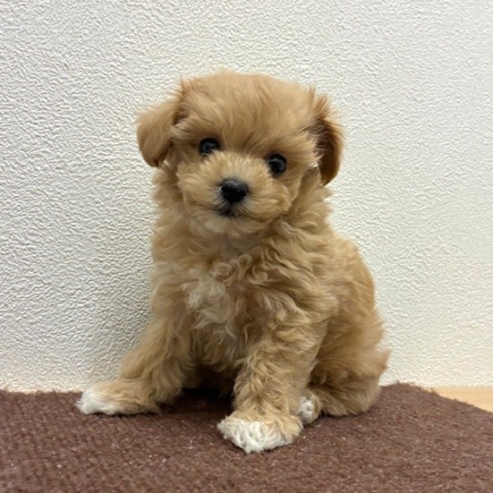 福岡県のマルプー(マルチーズ×プードル) (犬の家＆猫の里トリアス久山店/2026年2月17日生まれ/女の子/クリーム)の子犬の3枚目の画像