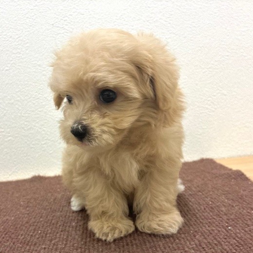 福岡県のマルプー(マルチーズ×プードル) (犬の家＆猫の里トリアス久山店/2026年2月17日生まれ/女の子/クリーム)の子犬の3枚目の画像