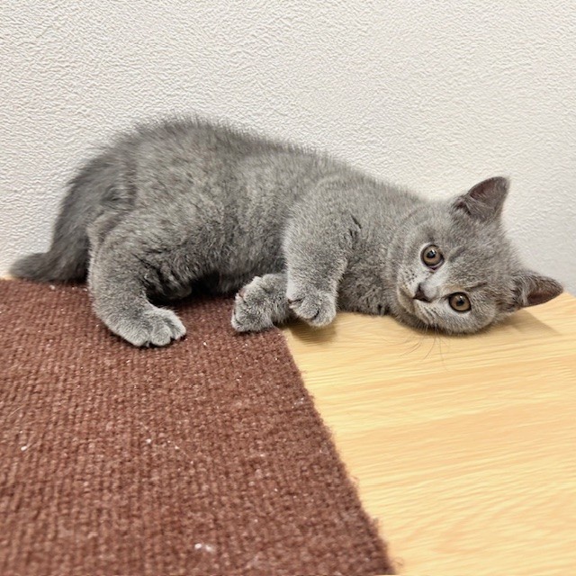 福岡県のブリティッシュショートヘアー (犬の家＆猫の里トリアス久山店/2026年2月14日生まれ/女の子/ブルー)の子猫の3枚目の画像