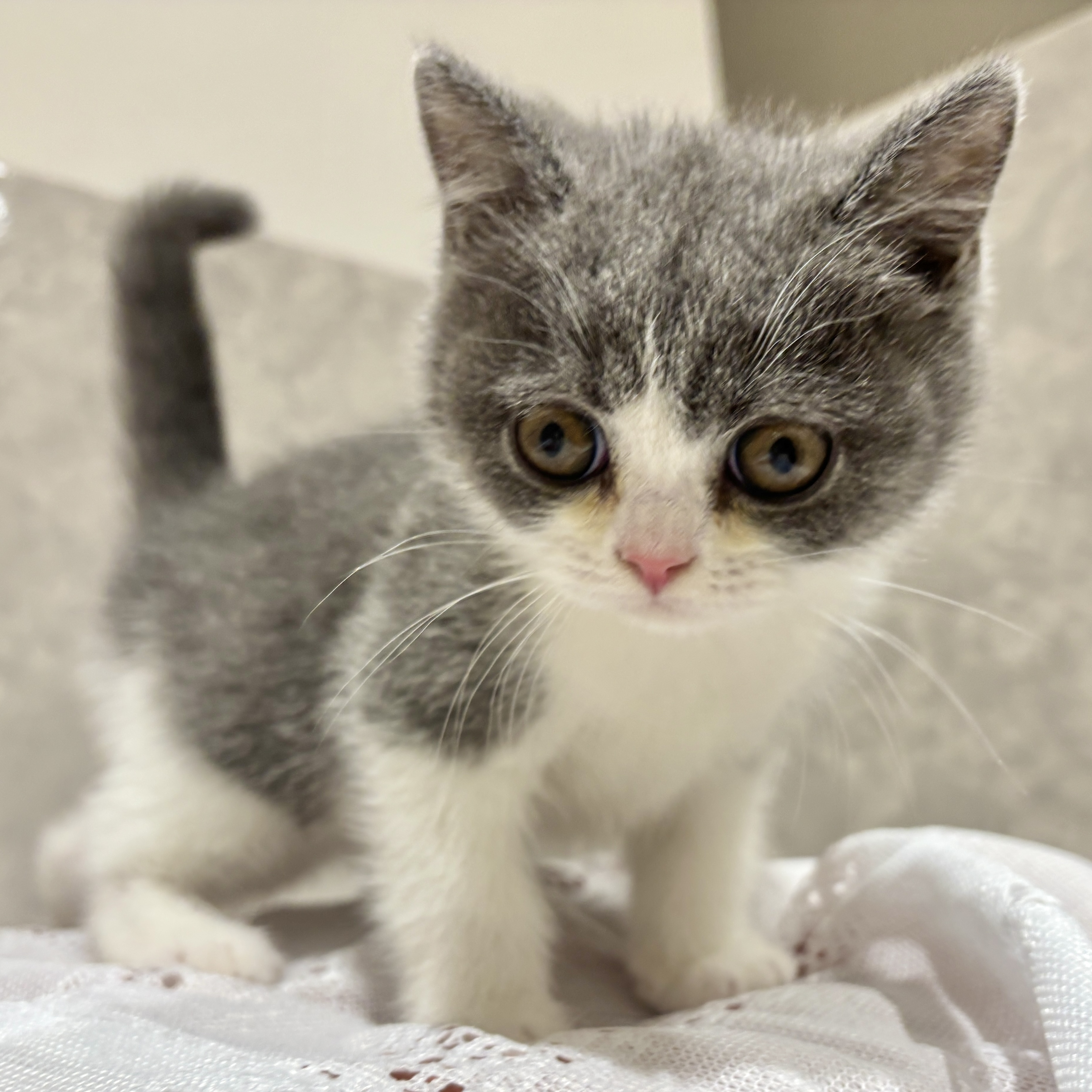 福岡県のブリティッシュショートヘアー (犬の家＆猫の里くりえいと宗像店/2026年2月14日生まれ/男の子/ブルーホワイト)の子猫の3枚目の画像