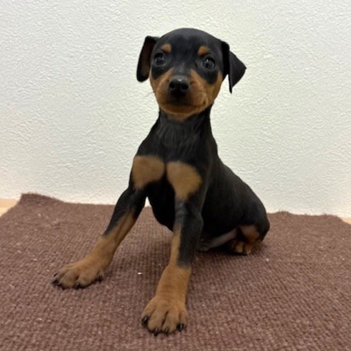 福岡県のミニチュアピンシャー (犬の家＆猫の里トリアス久山店/2026年2月15日生まれ/男の子/ブラックタン)の子犬の3枚目の画像