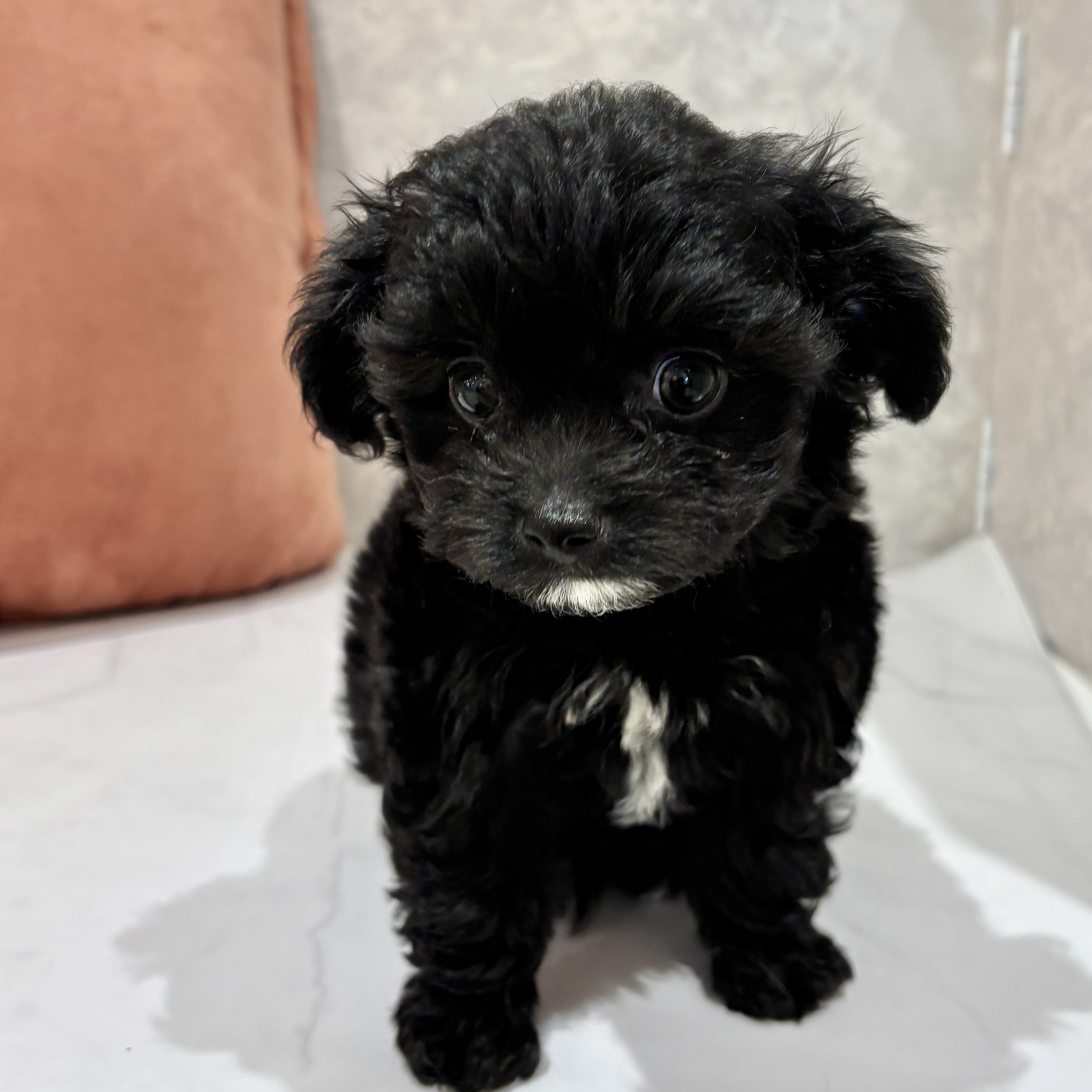 福岡県のチワプー/プーチー(チワワ×プードル) (犬の家＆猫の里くりえいと宗像店/2026年2月16日生まれ/男の子/ブラック)の子犬の3枚目の画像