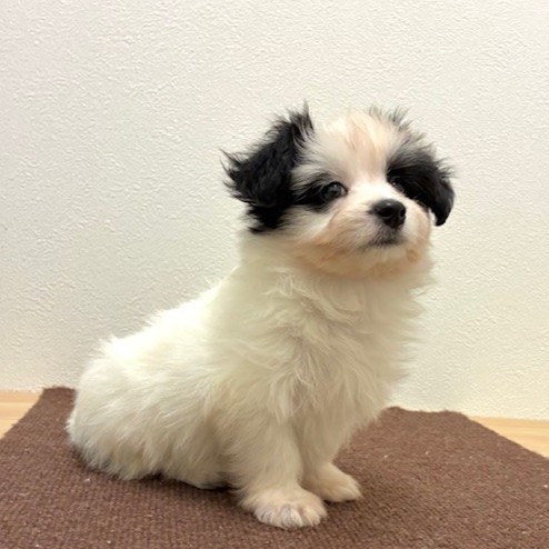 福岡県のハーフ犬・ミックス犬 (犬の家＆猫の里トリアス久山店/2026年2月14日生まれ/男の子/ホワイトブラック)の子犬の3枚目の画像