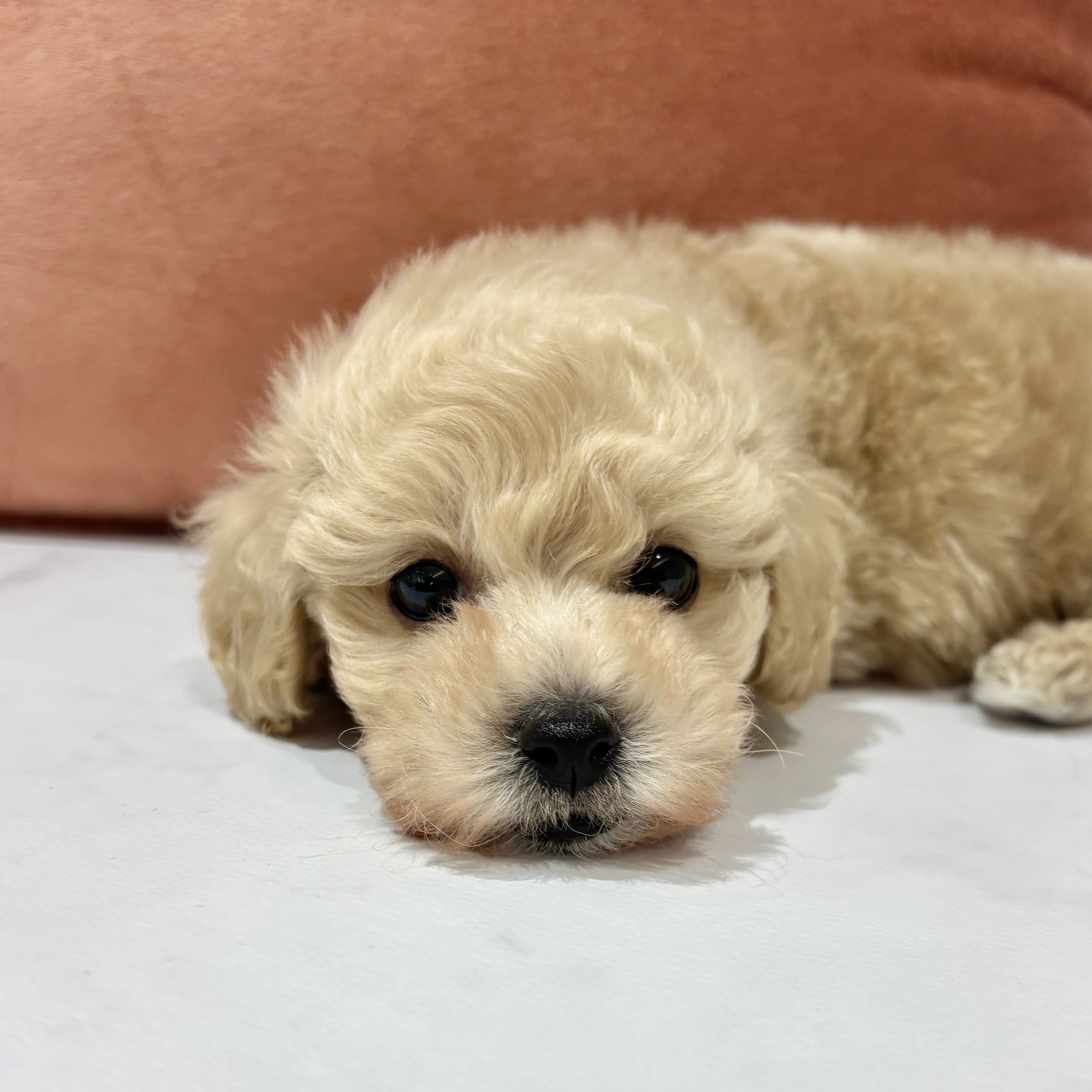 福岡県のトイプードル(トイ) (犬の家＆猫の里くりえいと宗像店/2026年2月15日生まれ/男の子/クリーム)の子犬の3枚目の画像