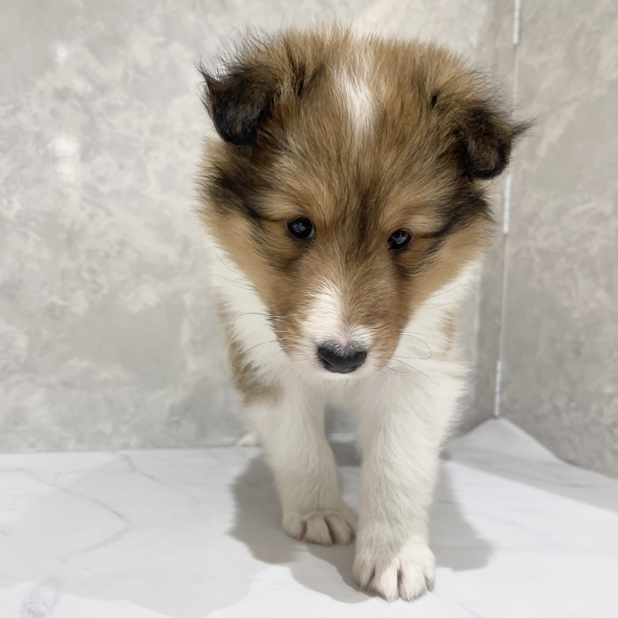 福岡県のシェットランドシープドッグ (犬の家＆猫の里くりえいと宗像店/2026年2月15日生まれ/女の子/セーブルホワイト)の子犬の3枚目の画像