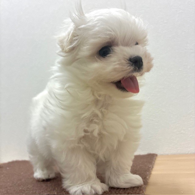 福岡県のマルチーズ (犬の家＆猫の里トリアス久山店/2026年2月16日生まれ/女の子/ホワイト)の子犬の3枚目の画像