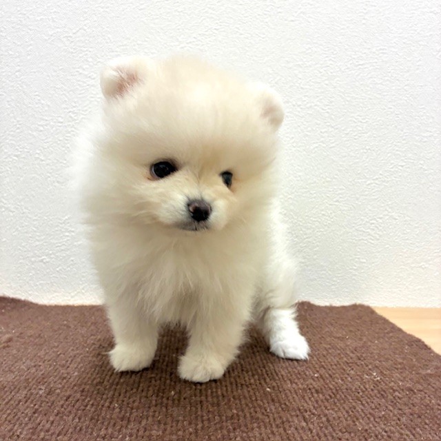 福岡県のポメラニアン (犬の家＆猫の里トリアス久山店/2026年2月16日生まれ/女の子/クリーム)の子犬の3枚目の画像