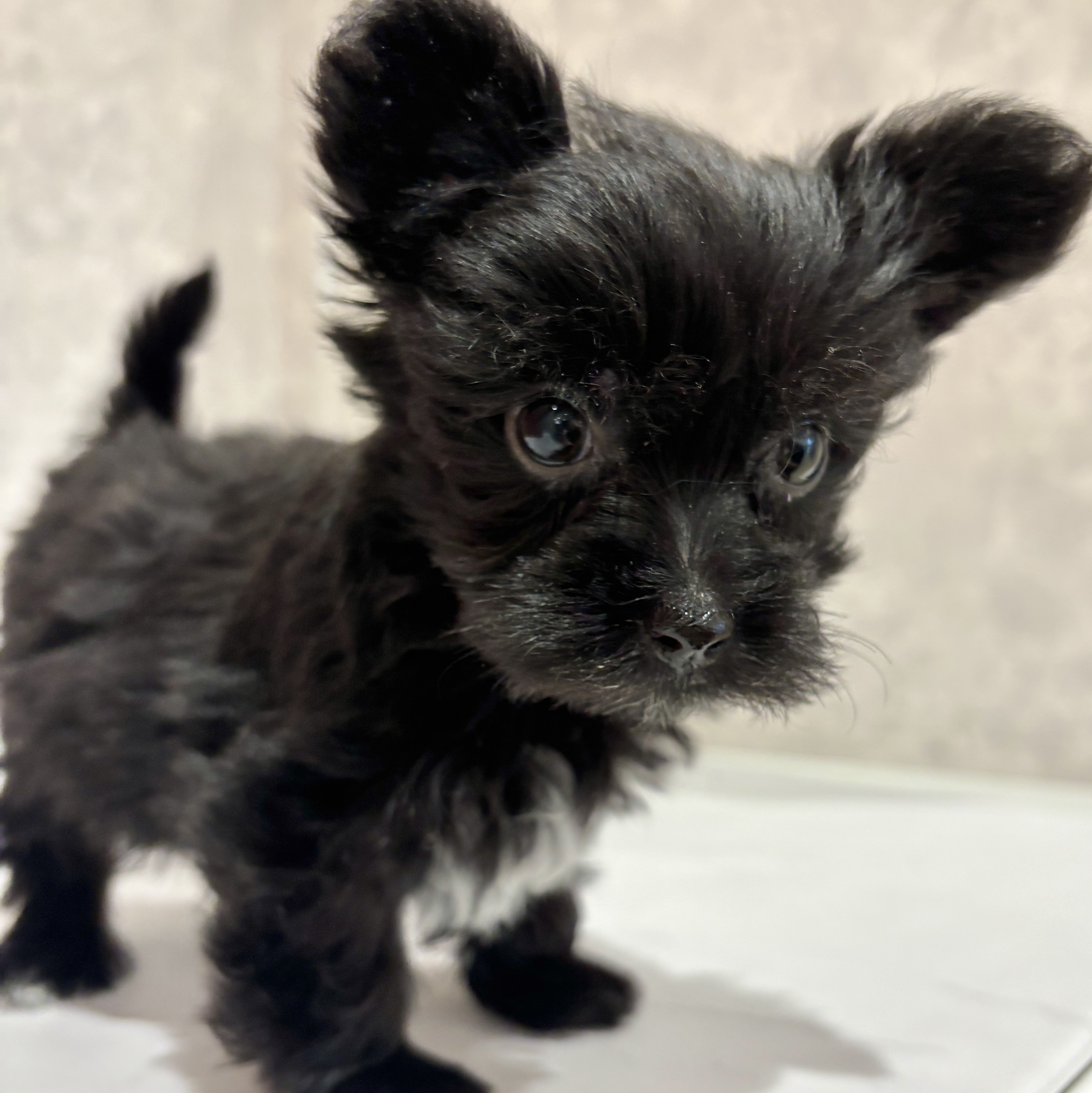 福岡県のマルキー/マルヨーキー(マルチーズ×ヨークシャーテリア) (犬の家＆猫の里くりえいと宗像店/2026年2月15日生まれ/男の子/ブラック)の子犬の3枚目の画像