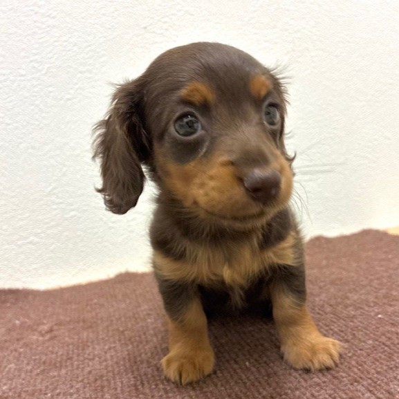 福岡県のカニンヘンダックスフンド(ロング) (犬の家＆猫の里トリアス久山店/2026年2月13日生まれ/女の子/チョコレートタン)の子犬の3枚目の画像