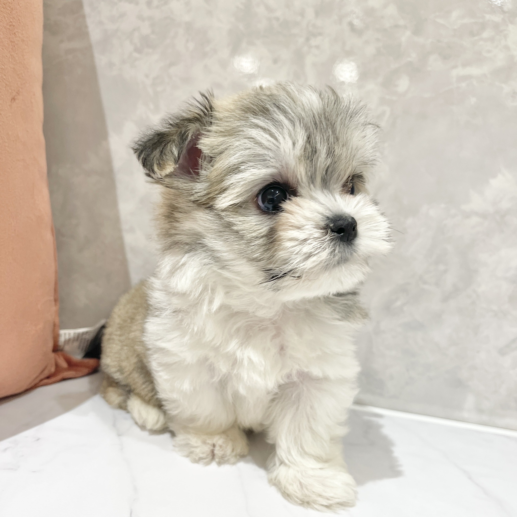 福岡県のチワマル/マルチワ(チワワ×マルチーズ) (犬の家＆猫の里くりえいと宗像店/2026年2月15日生まれ/男の子/フォーンホワイト)の子犬の3枚目の画像