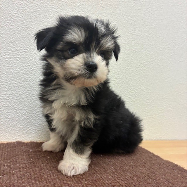 福岡県のチワマル/マルチワ(チワワ×マルチーズ) (犬の家＆猫の里トリアス久山店/2026年2月16日生まれ/女の子/ブラックタンホワイト)の子犬の3枚目の画像