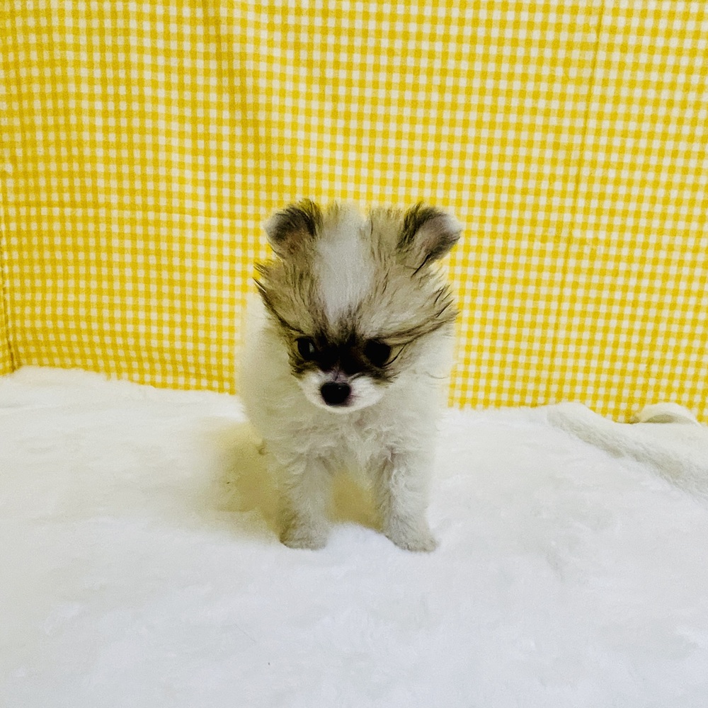 愛知県のポメチワ/チワポメ/ポメチー(ポメラニアン×チワワ) (犬の家＆猫の里一宮店/2026年2月10日生まれ/女の子/パーティーカラー)の子犬の3枚目の画像