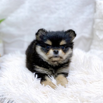 滋賀県のポメチワ/チワポメ/ポメチー(ポメラニアン×チワワ) (犬の家＆猫の里長浜店/2026年2月17日生まれ/男の子/ブラックタンホワイト)の子犬の3枚目の画像