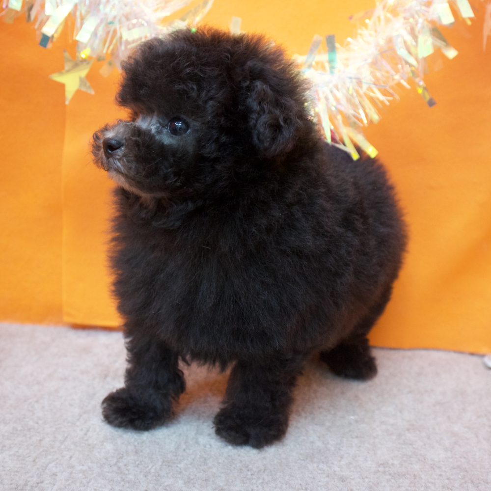 大阪府のトイプードル(トイ) (犬の家＆猫の里吹田店/2026年2月17日生まれ/男の子/グレー)の子犬の3枚目の画像