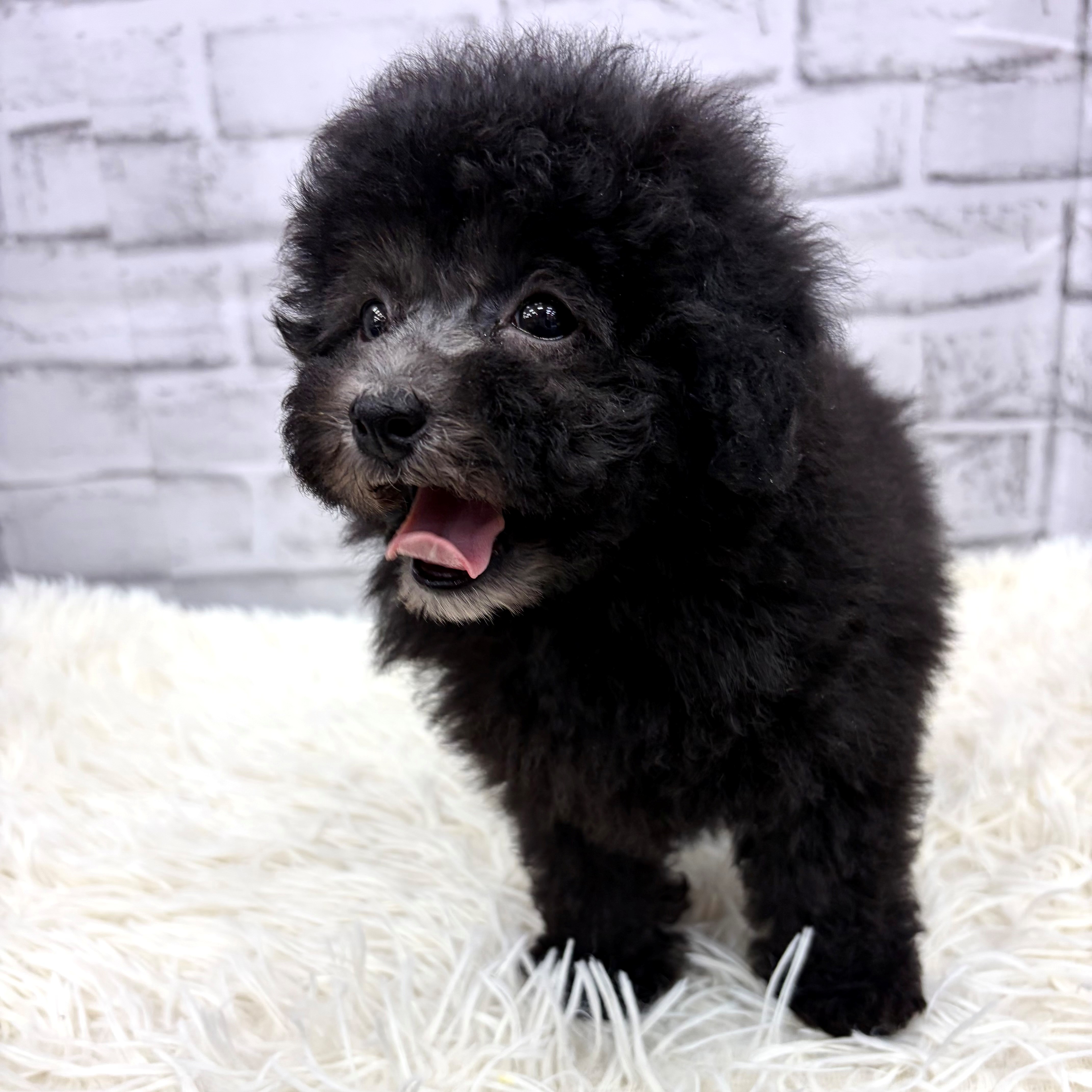 愛知県のトイプードル(トイ) (犬の家＆猫の里MEGAドン・キホーテ東海名和店/2026年2月17日生まれ/女の子/グレー)の子犬の3枚目の画像