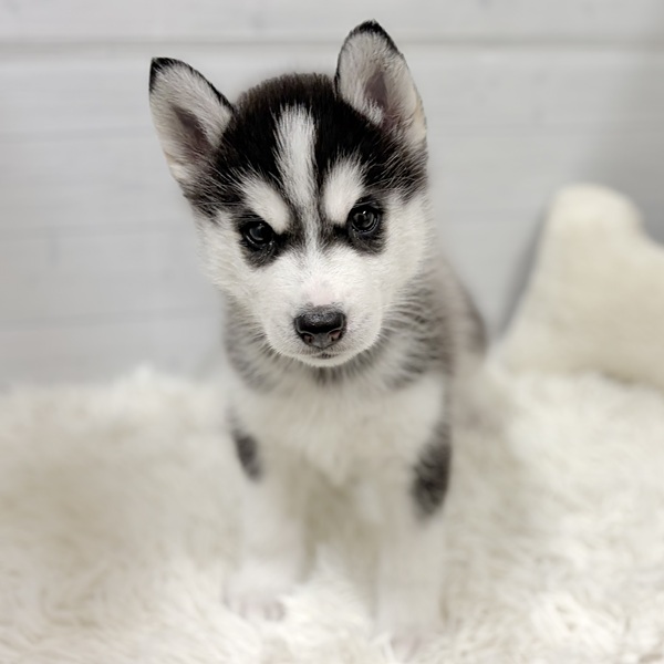 愛知県のシベリアンハスキー (犬の家＆猫の里豊田店/2026年2月17日生まれ/女の子/ブラックホワイト)の子犬の3枚目の画像