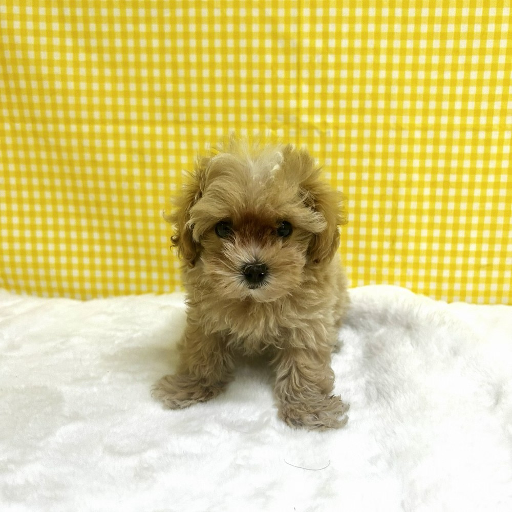 愛知県のマルプー(マルチーズ×プードル) (犬の家＆猫の里一宮店/2026年2月17日生まれ/女の子/アプリコットホワイト)の子犬の1枚目の画像