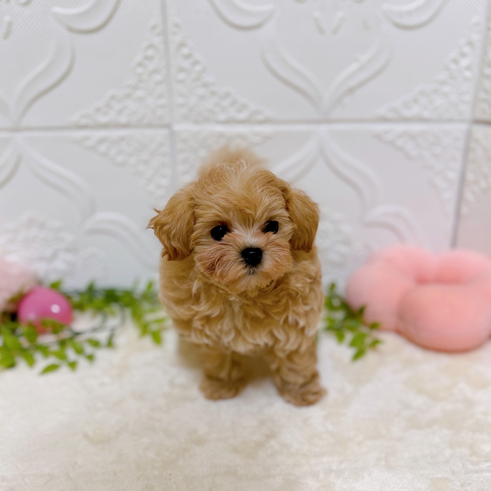 愛知県のマルプー(マルチーズ×プードル) (犬の家＆猫の里岡崎店/2026年2月16日生まれ/男の子/アプリコットホワイト)の子犬の3枚目の画像