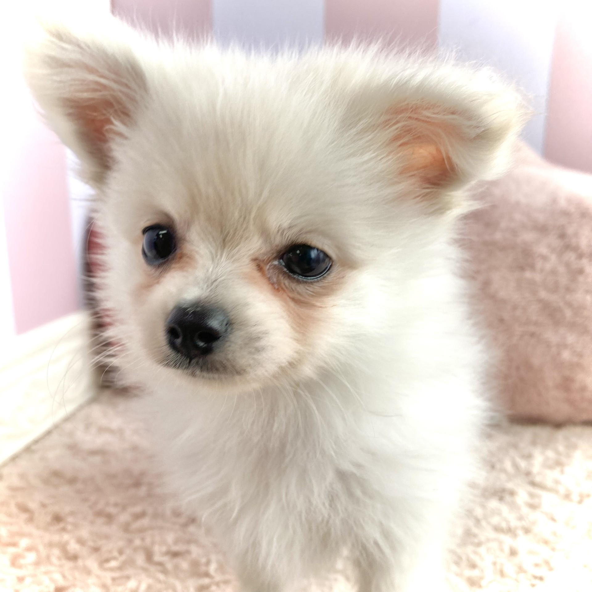 岡山県のポメチワ/チワポメ/ポメチー(ポメラニアン×チワワ) (犬の家＆猫の里倉敷中庄店/2026年2月18日生まれ/男の子/クリームホワイト)の子犬の3枚目の画像