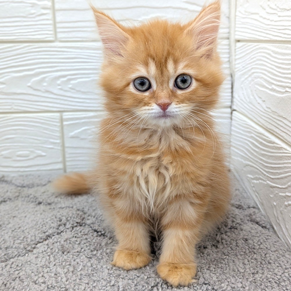 愛知県のサイベリアン (犬の家＆猫の里七宝店/2026年2月15日生まれ/女の子/レッドタビー)の子猫の3枚目の画像