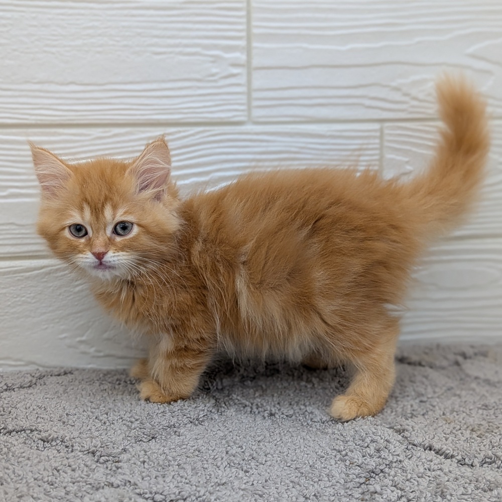 愛知県のサイベリアン (犬の家＆猫の里七宝店/2026年2月15日生まれ/女の子/レッドタビー)の子猫の3枚目の画像