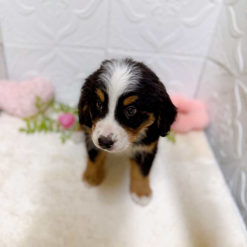 愛知県のバーニーズマウンテンドッグ (犬の家＆猫の里岡崎店/2026年2月18日生まれ/女の子/ブラックラストホワイト)の子犬の3枚目の画像