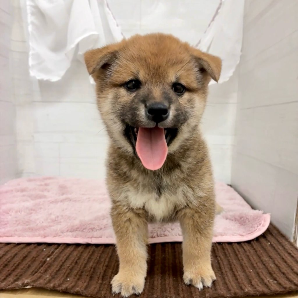 愛知県の柴犬(標準サイズ) (犬の家＆猫の里碧南店/2026年2月17日生まれ/男の子/赤)の子犬の3枚目の画像