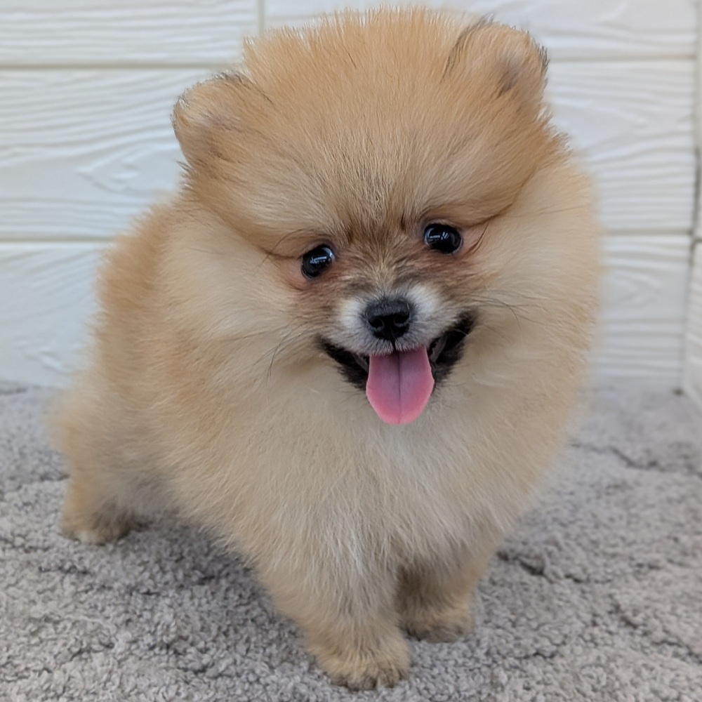 愛知県のポメラニアン (犬の家＆猫の里七宝店/2026年2月11日生まれ/女の子/オレンジ)の子犬の3枚目の画像