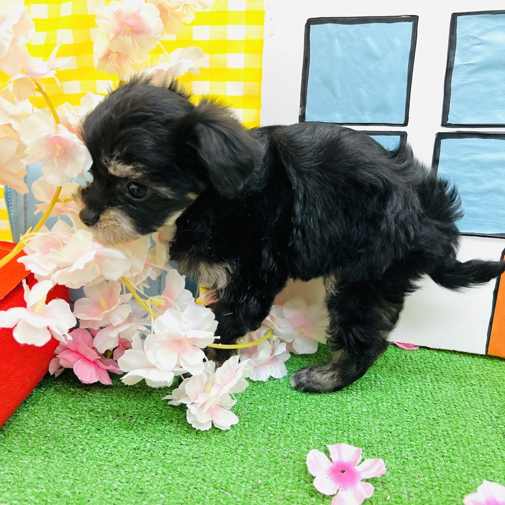 愛知県のチワプー/プーチー(チワワ×プードル) (犬の家＆猫の里名古屋天白店/2026年2月18日生まれ/女の子/ブラックタン)の子犬の3枚目の画像