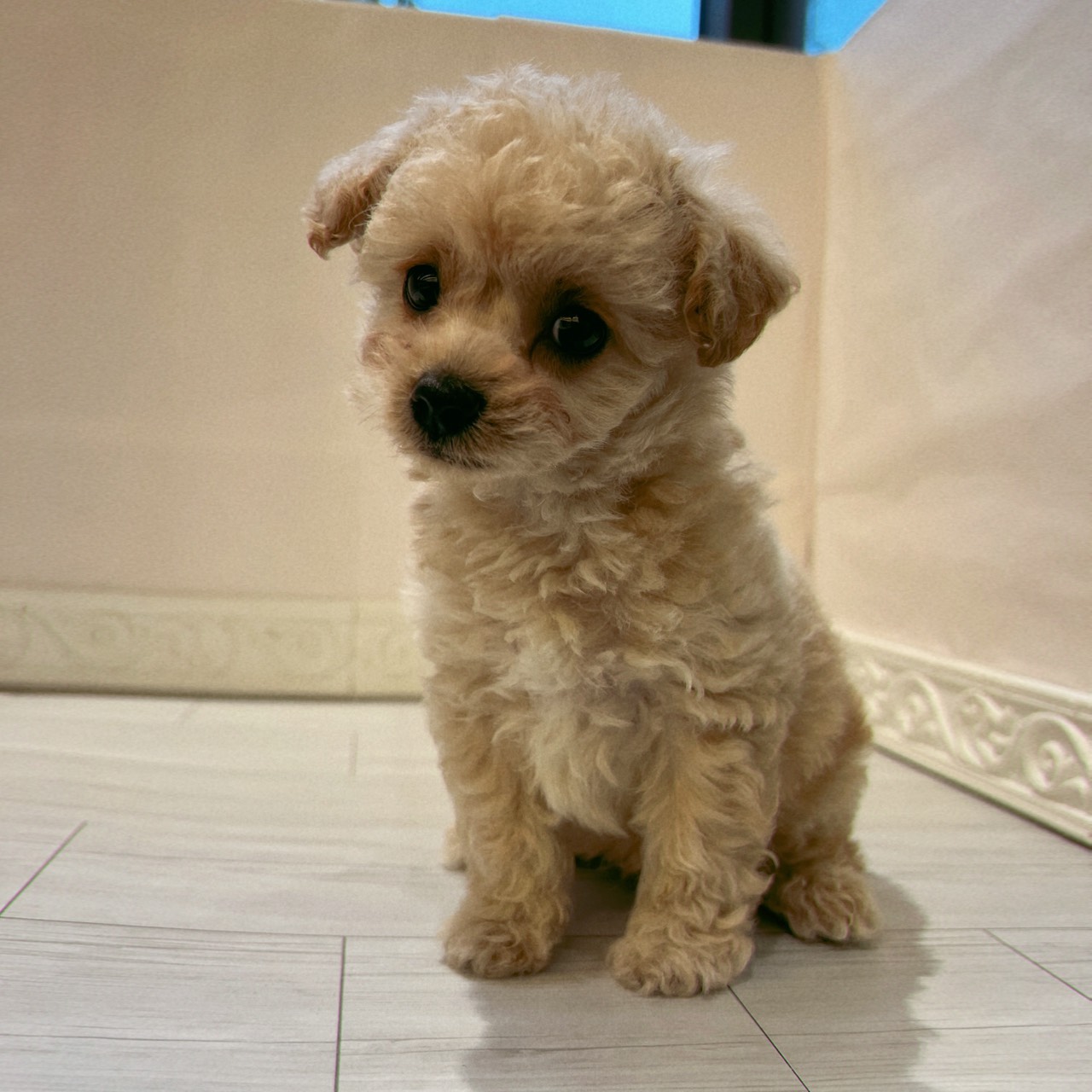 岐阜県のチワプー/プーチー(チワワ×プードル) (犬の家＆猫の里中津川店/2026年2月18日生まれ/男の子/アプリコット)の子犬の3枚目の画像
